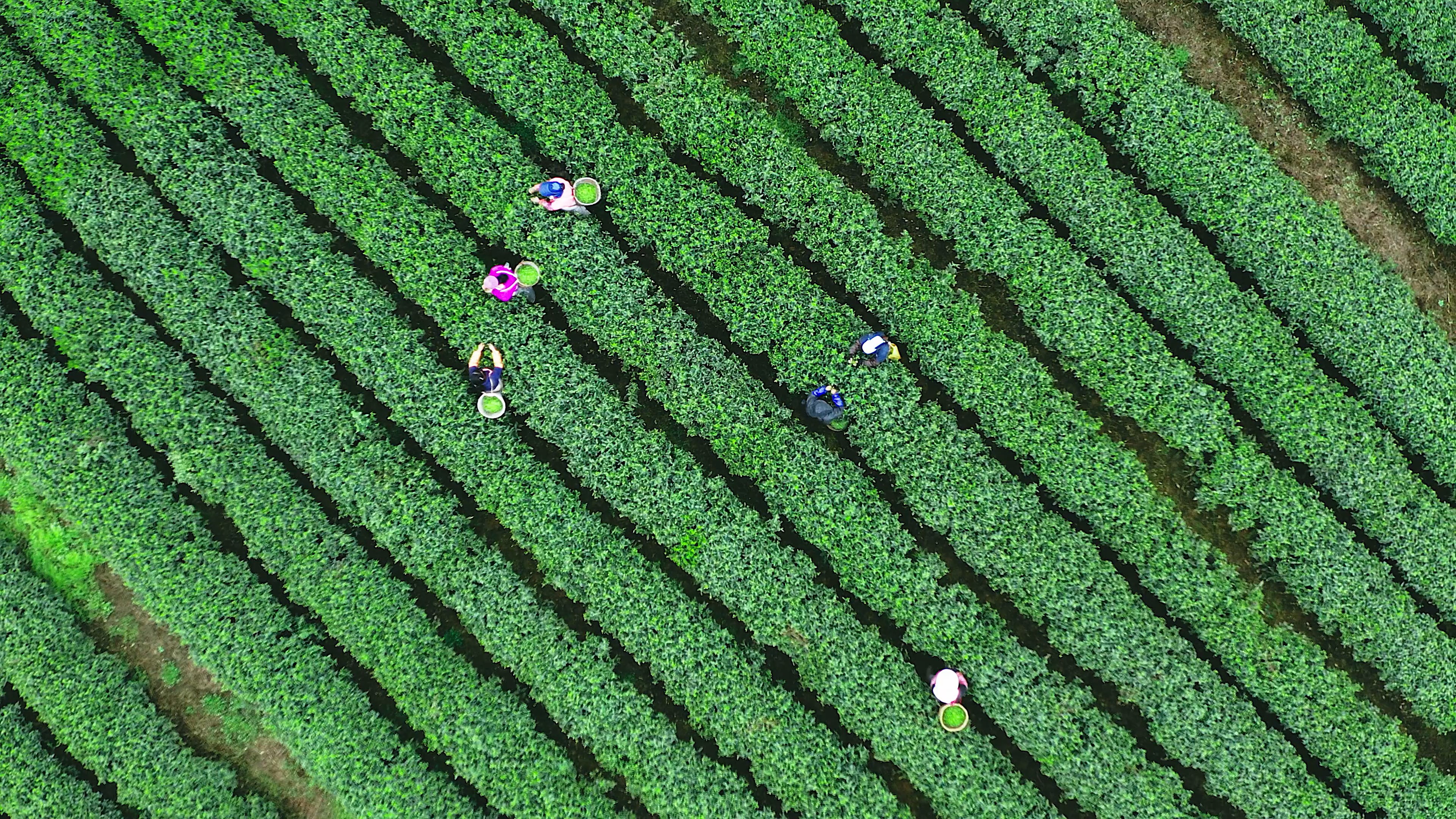 4k航拍环绕上升春天茶园工人采茶劳作视频视频的预览图