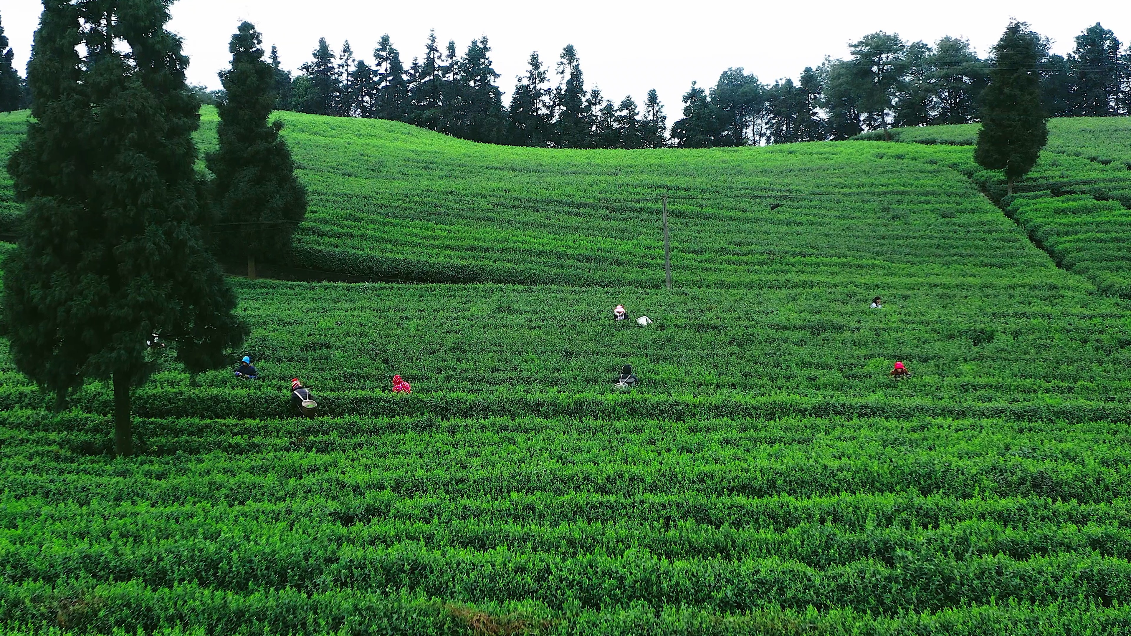 4k航拍春天茶园种植基地人工采茶农业经济发展视频的预览图