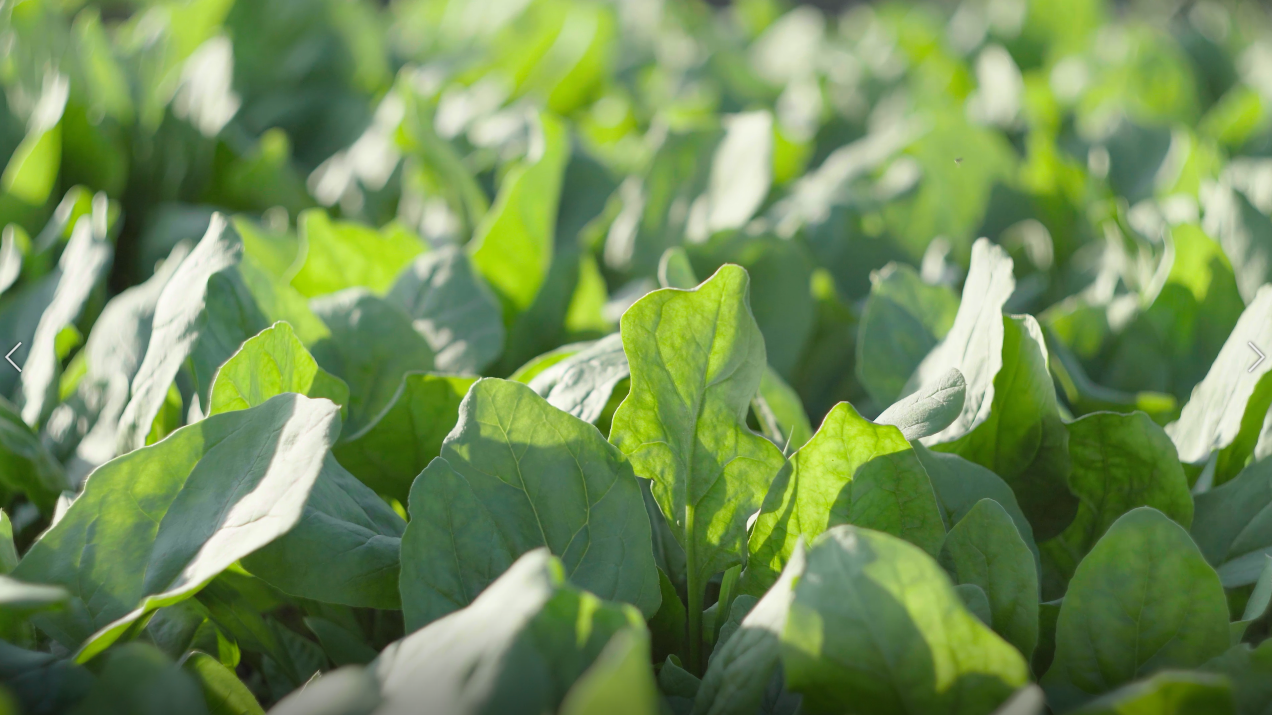 4k菜园里茁壮成长的青菜菠菜农作物实拍视频的预览图