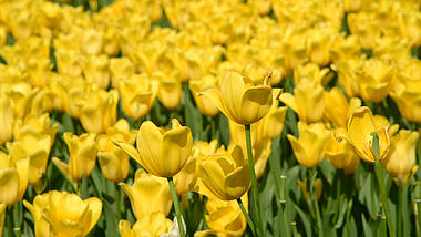 4K春天微风中摇摆的金色郁金香花朵花海视频的预览图