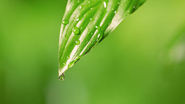 4K春天浇水灌溉绿色植物绿叶上滴落水珠的预览图
