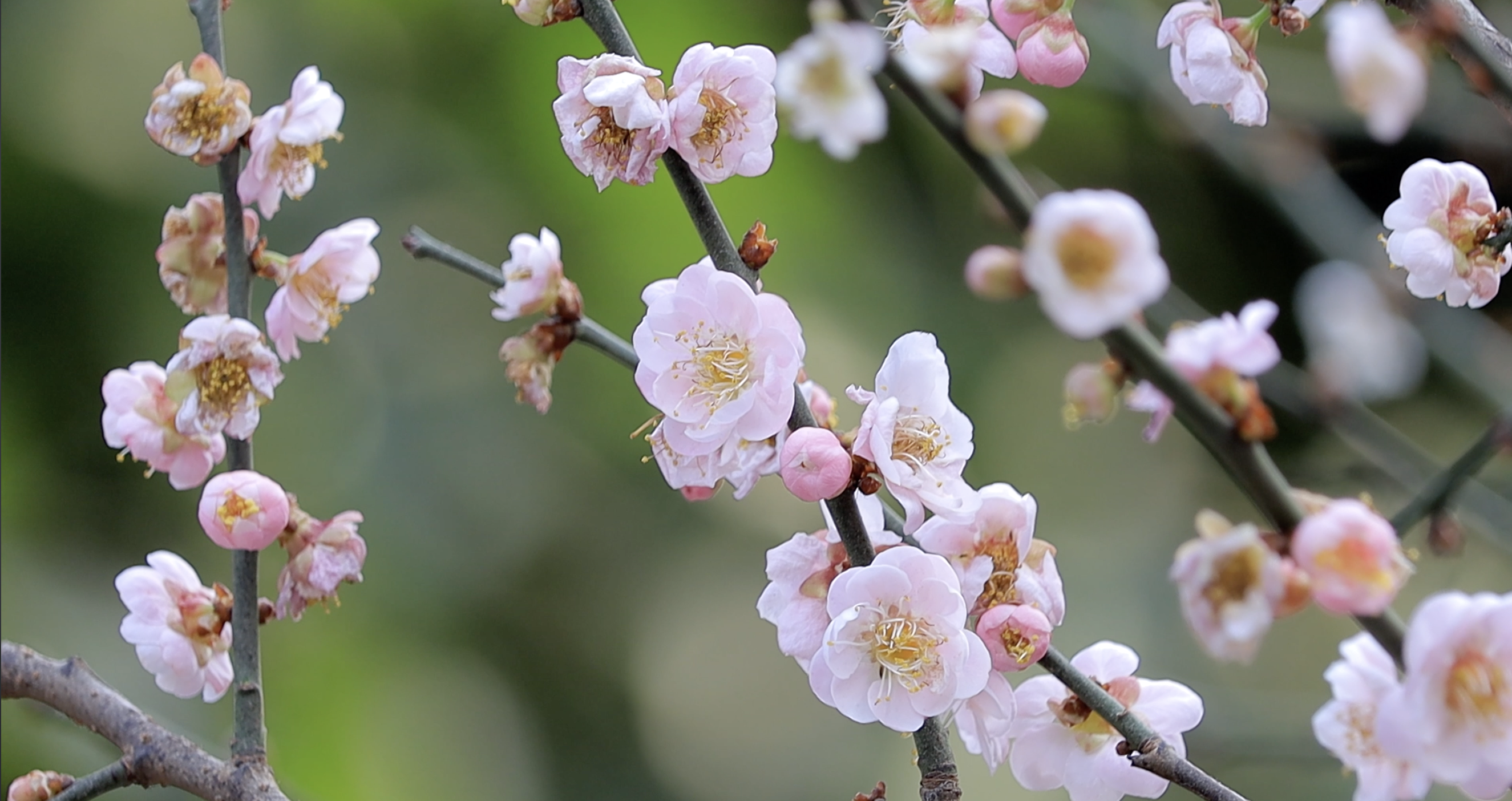 4k实拍春天盛开粉色樱花花朵植物实拍视频的预览图