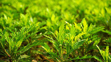 4K实拍春天阳光下花苞绿色植物小草视频的预览图