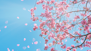蓝天下樱花花瓣飘落背景视频春天背景视频的预览图