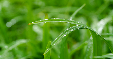 4k春天草地雨中草地植物绿植小草空境春分视频的预览图