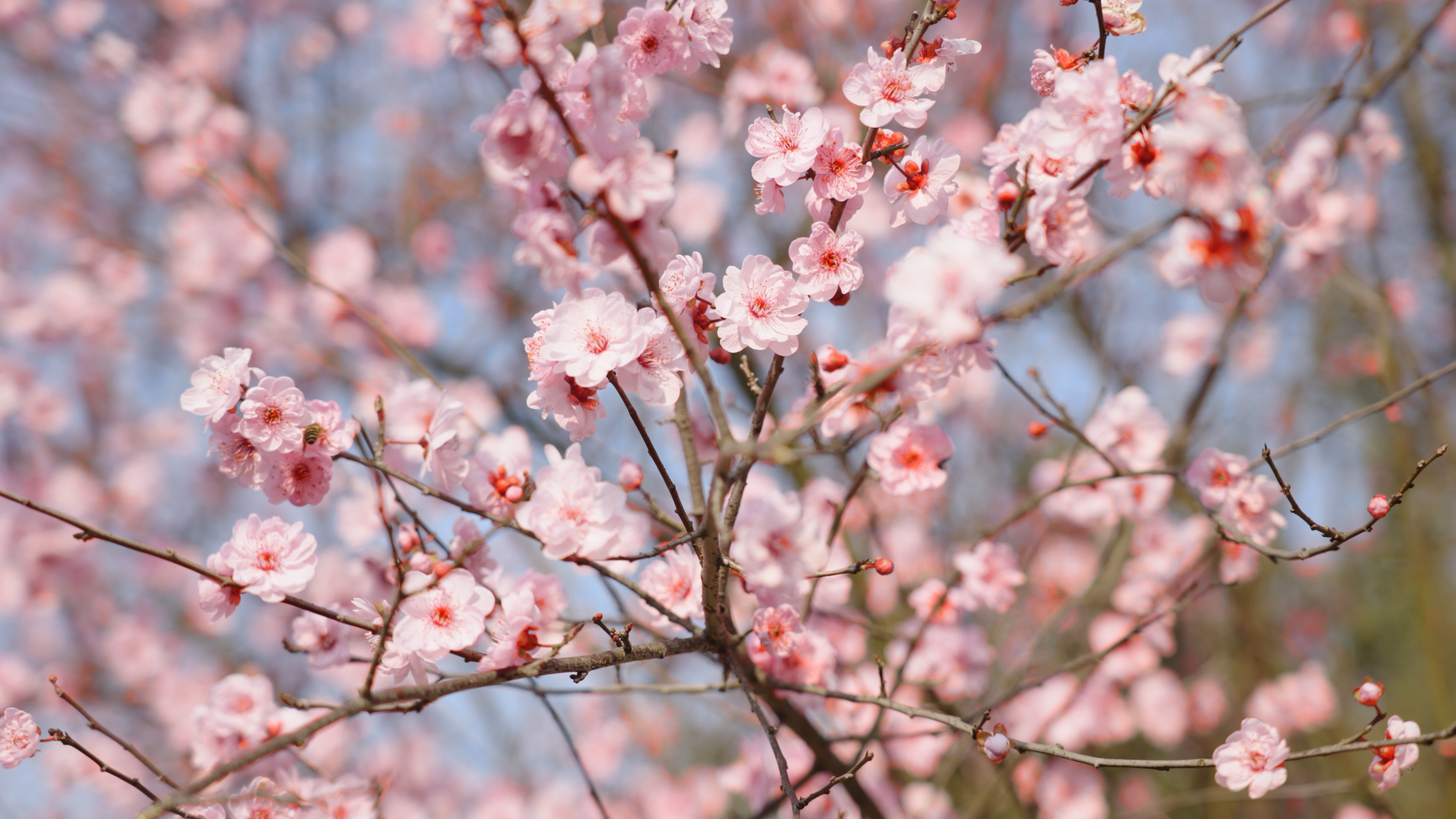4k春天阳光下盛开的樱花桃花花朵唯美风景空镜视频的预览图