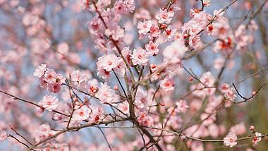 4k春天阳光下盛开的樱花桃花花朵唯美风景空镜视频的预览图