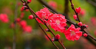4K春雨雨中花朵春日花开红花视频的预览图
