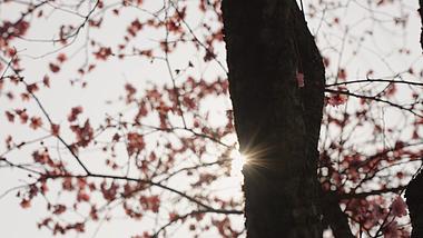 4k升格春天阳光穿过花朵桃花唯美空镜视频的预览图
