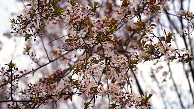 1080p春天唯美樱花花朵盛开视频的预览图