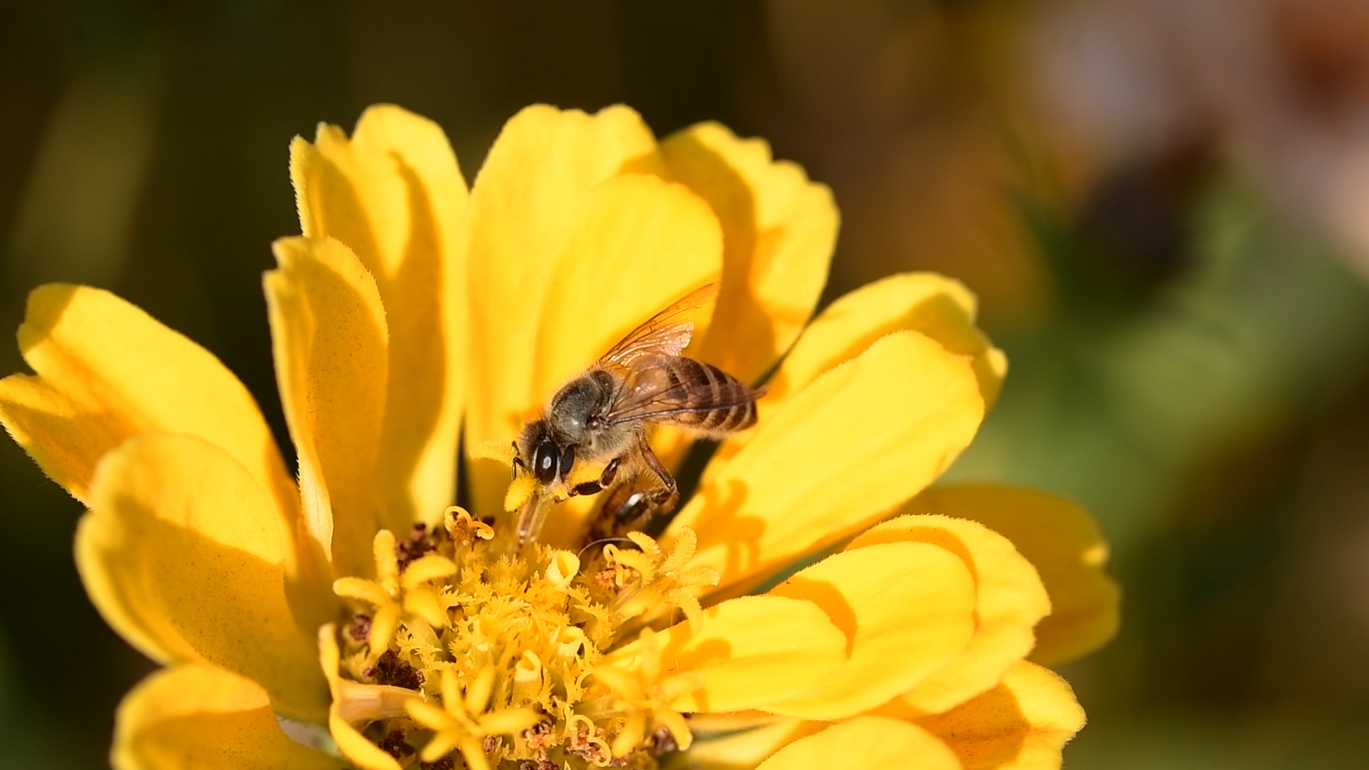 1080特写春天小蜜蜂采蜜在花中采蜜空镜视频的预览图