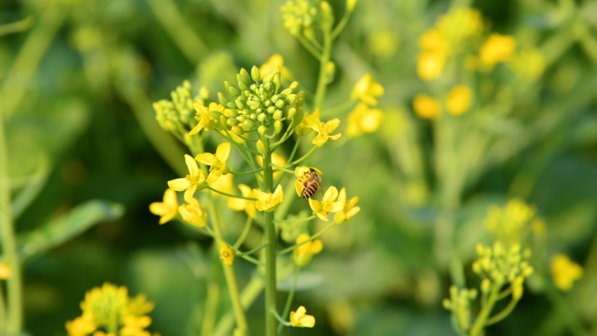 4K春天蜜蜂在油菜花中采蜜风景视频的预览图