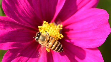 1080春天小蜜蜂采蜜在花中采蜜特写空镜视频的预览图