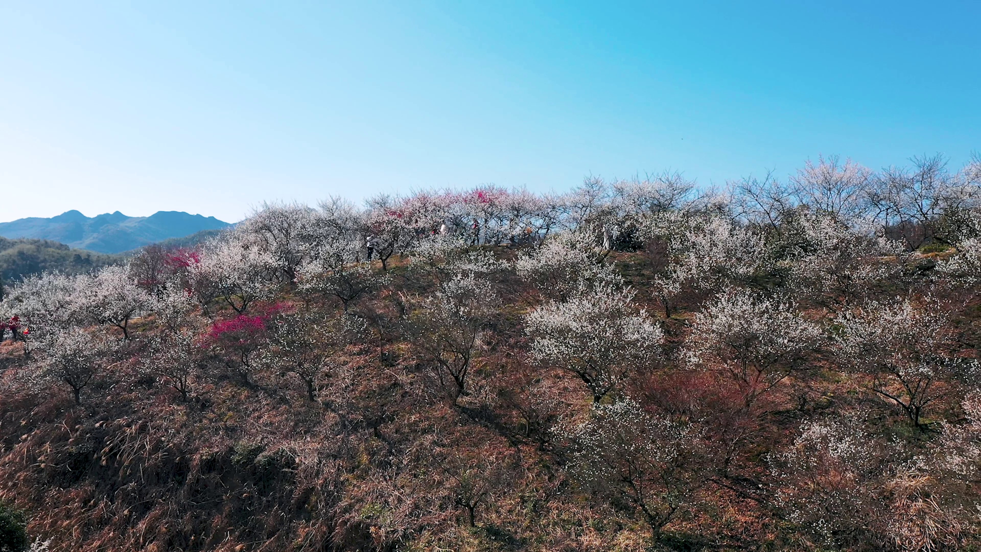 4K航拍春天山上成片梅花花海风景视频的预览图