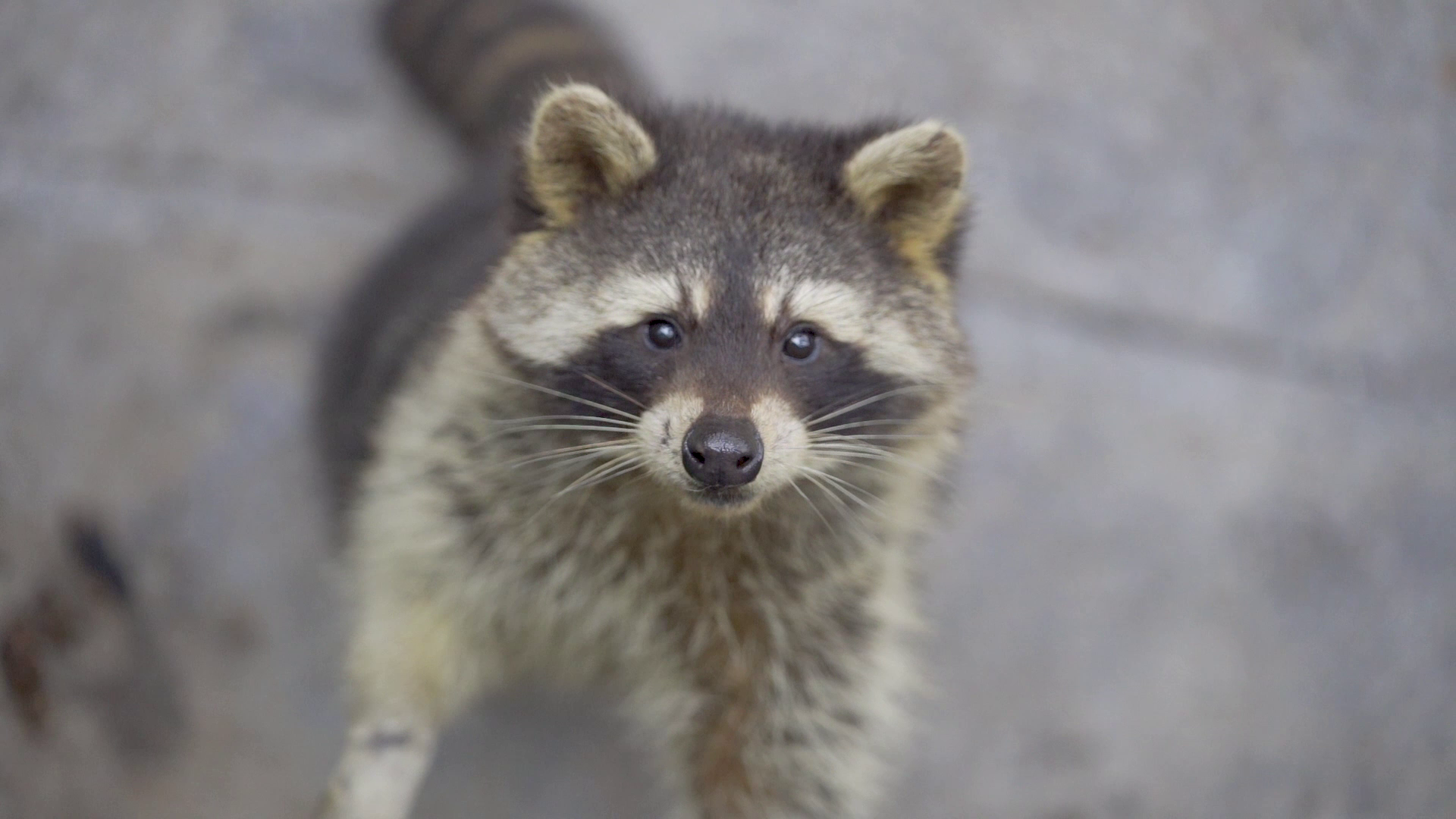1080P动物园可爱动物小浣熊特写视频的预览图