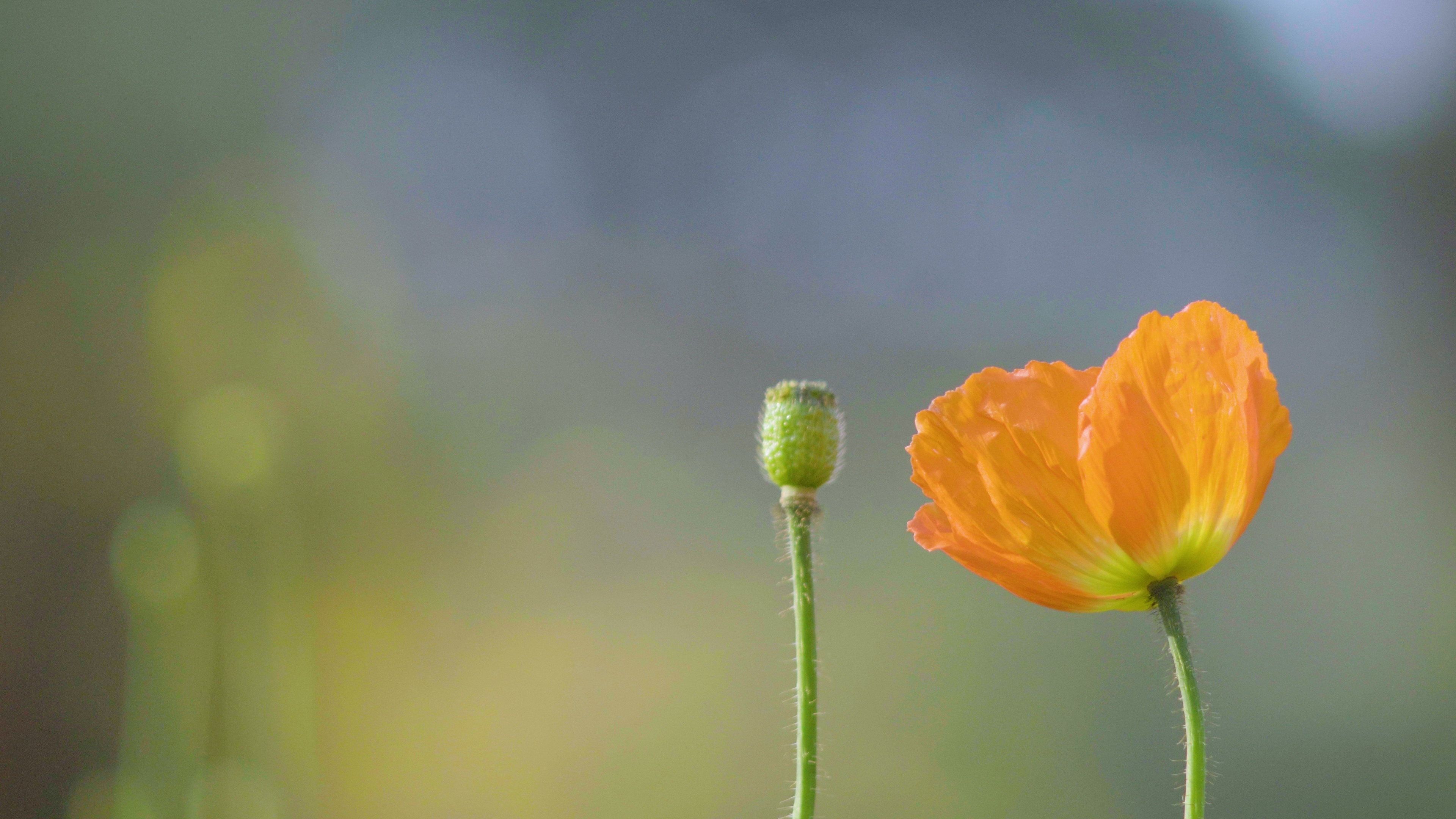 4k独立于微风中的唯美郁金香花朵意境空镜视频的预览图