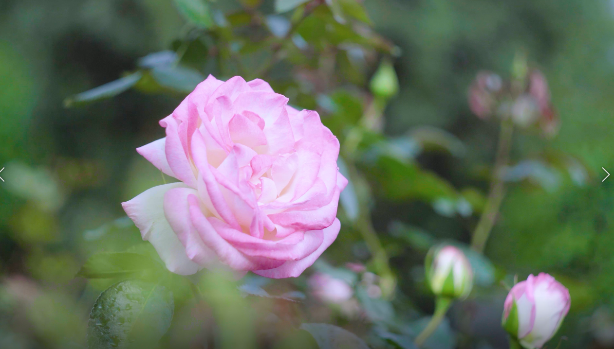 4k唯美春天鲜嫩欲滴的粉红玫瑰花特写实拍视频的预览图