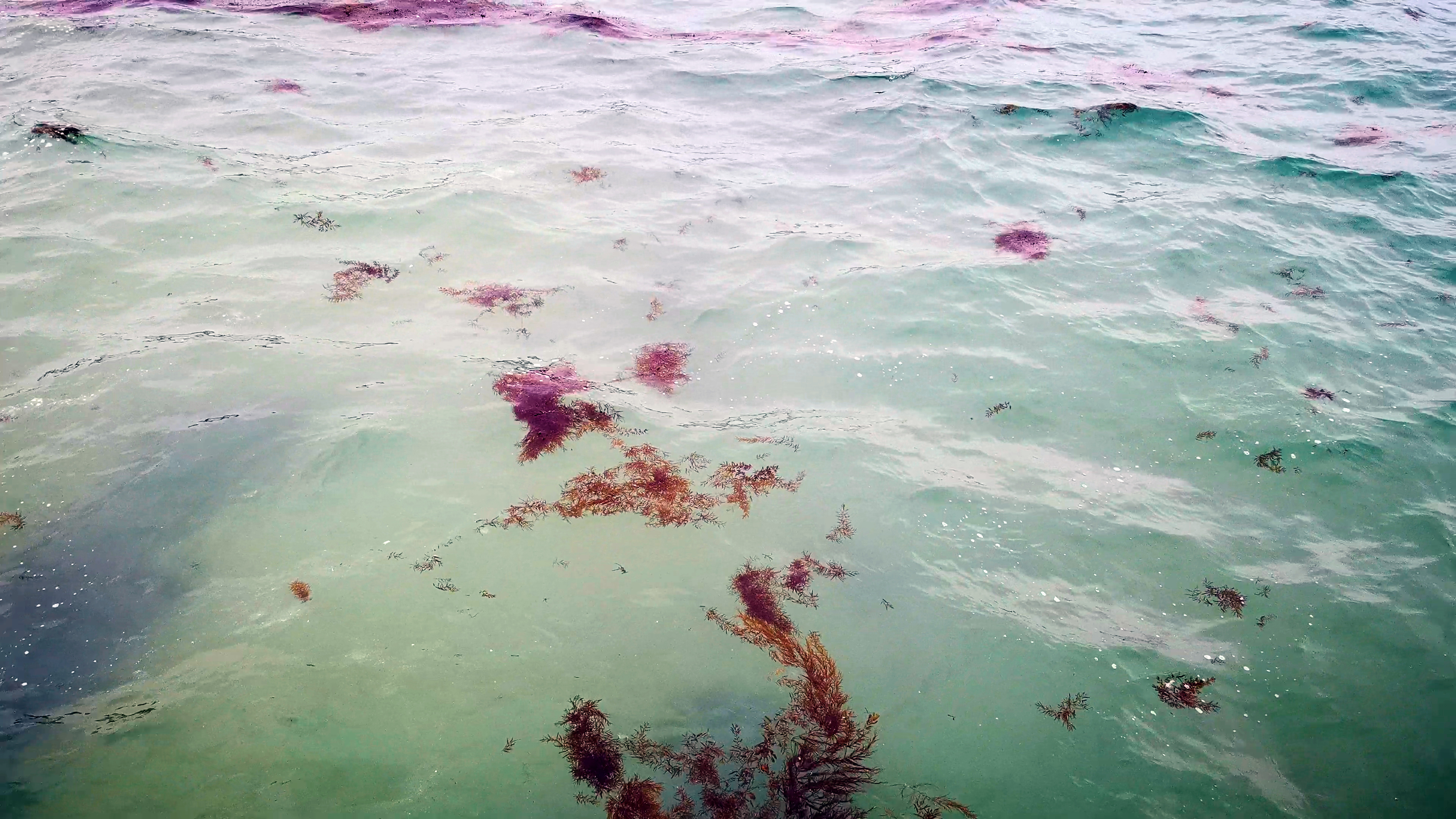 4K实拍海草浮在海水海面上素材视频视频的预览图