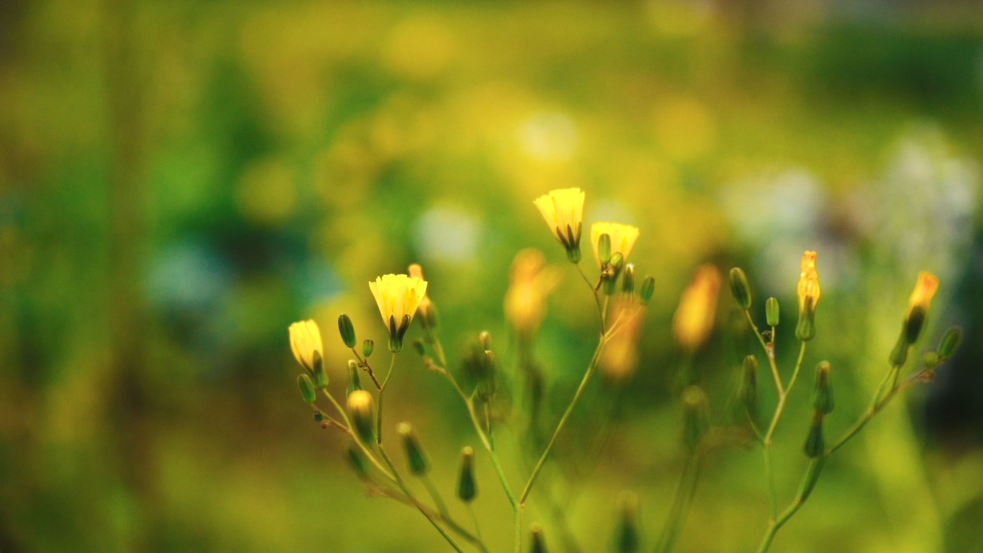 1080P唯美春天春日黄色野花花朵随风飘荡意境风景空镜视频的预览图