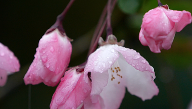 1080升格春天春雨雨中粉色花朵海棠花风景空镜视频的预览图