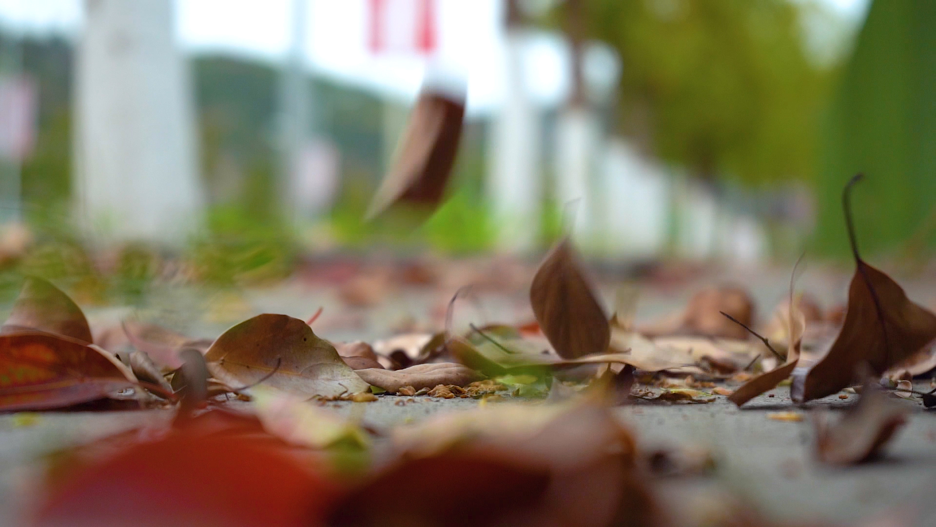 1080P高清唯美枯黄树叶落叶飘落慢镜头视频的预览图