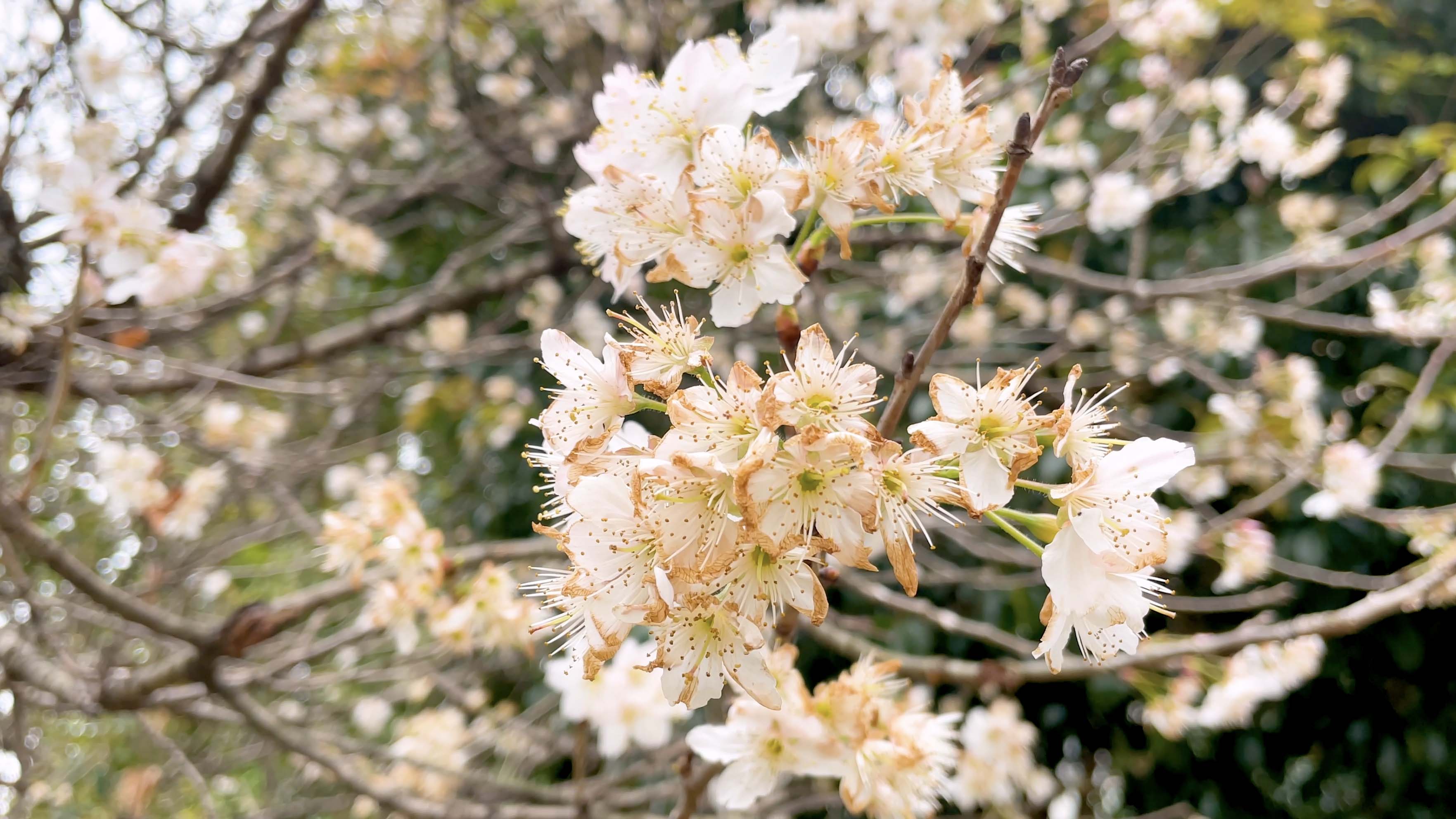 4k实拍春天艳阳高照的初春盛开的梨花视频的预览图