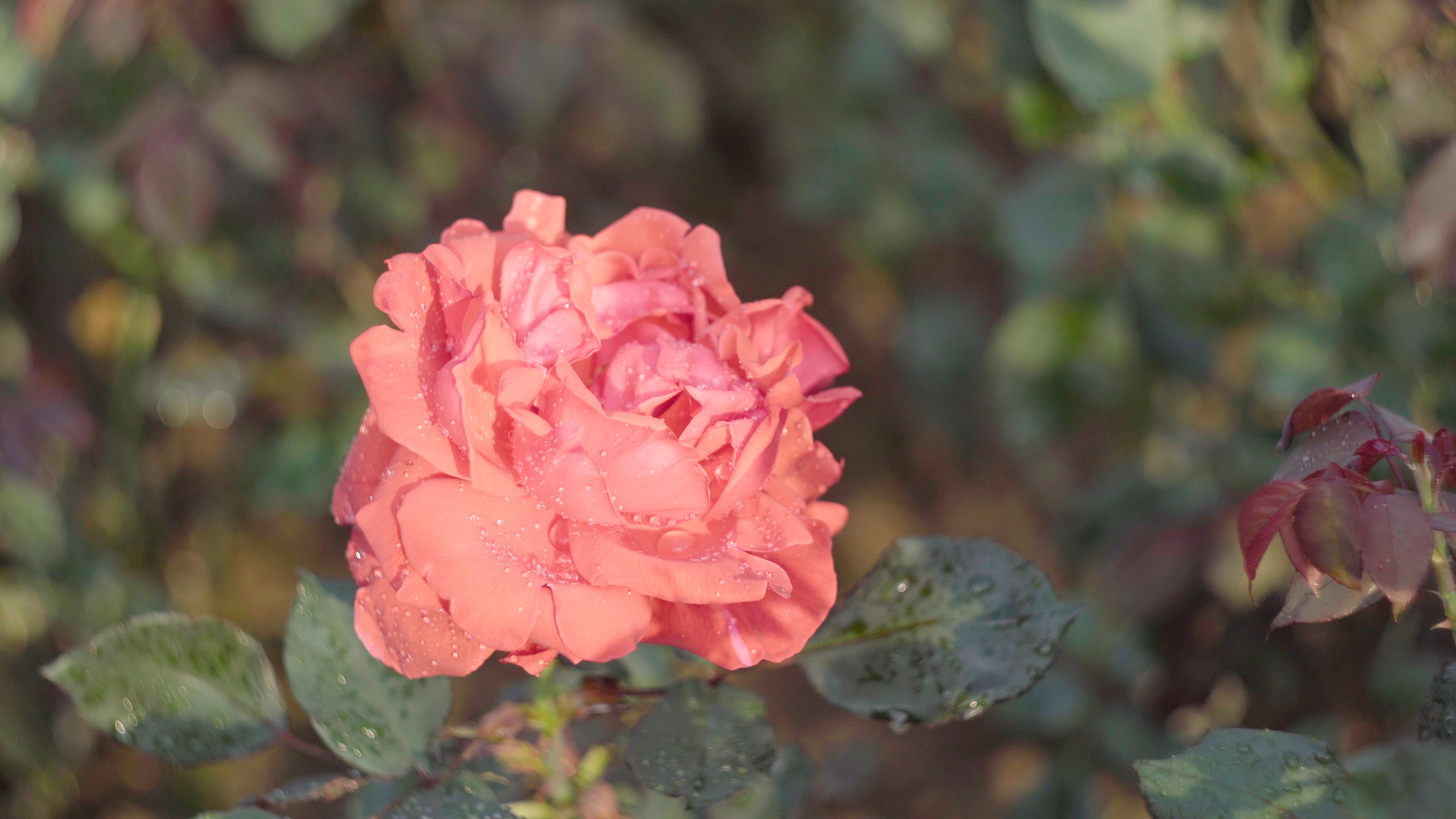 4k唯美春天鲜嫩欲滴的粉红玫瑰花一枝独秀视频的预览图