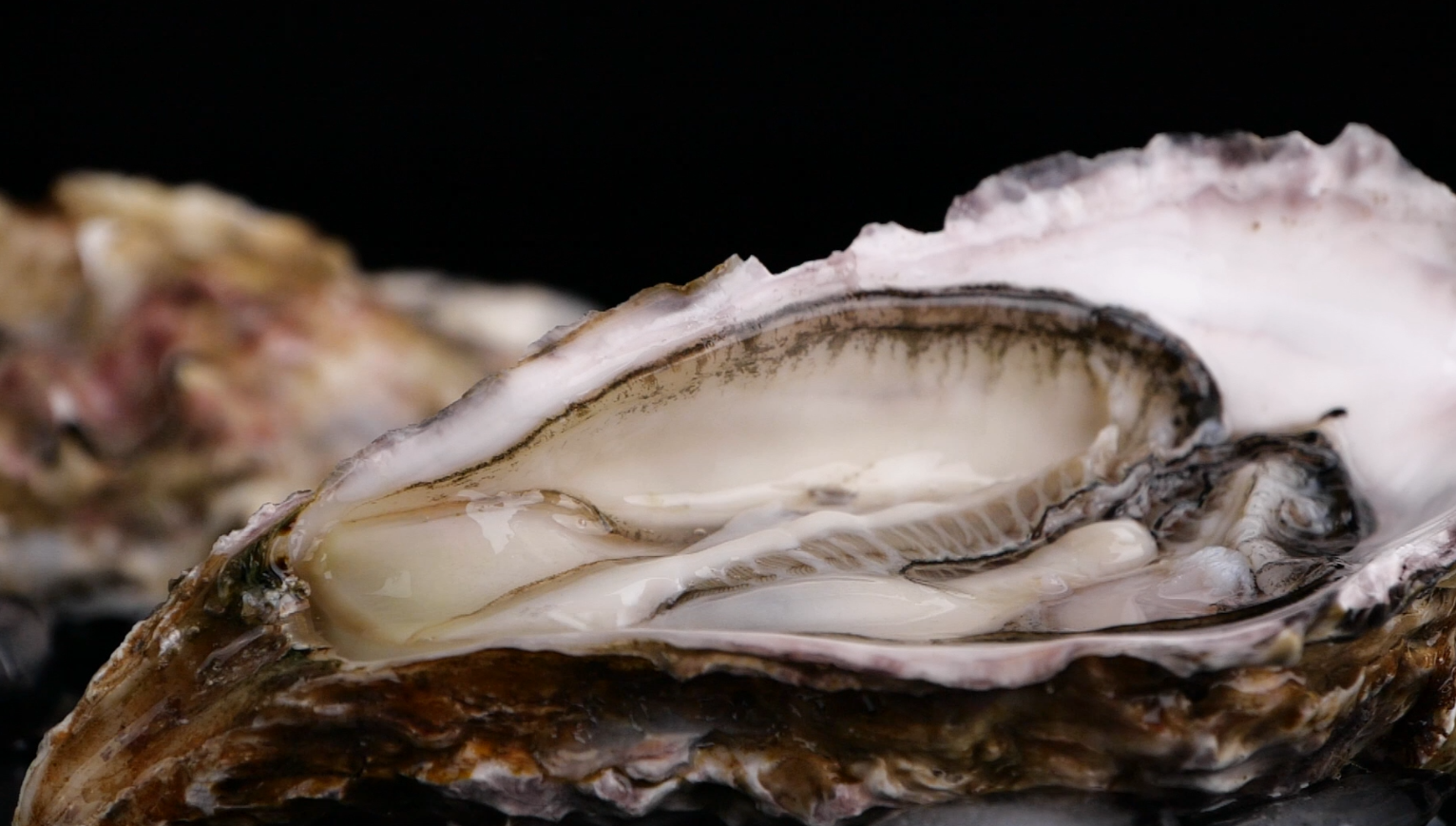 1080升格海鲜生蚝牡蛎生蚝海蛎子肥美耗肉美食视频的预览图