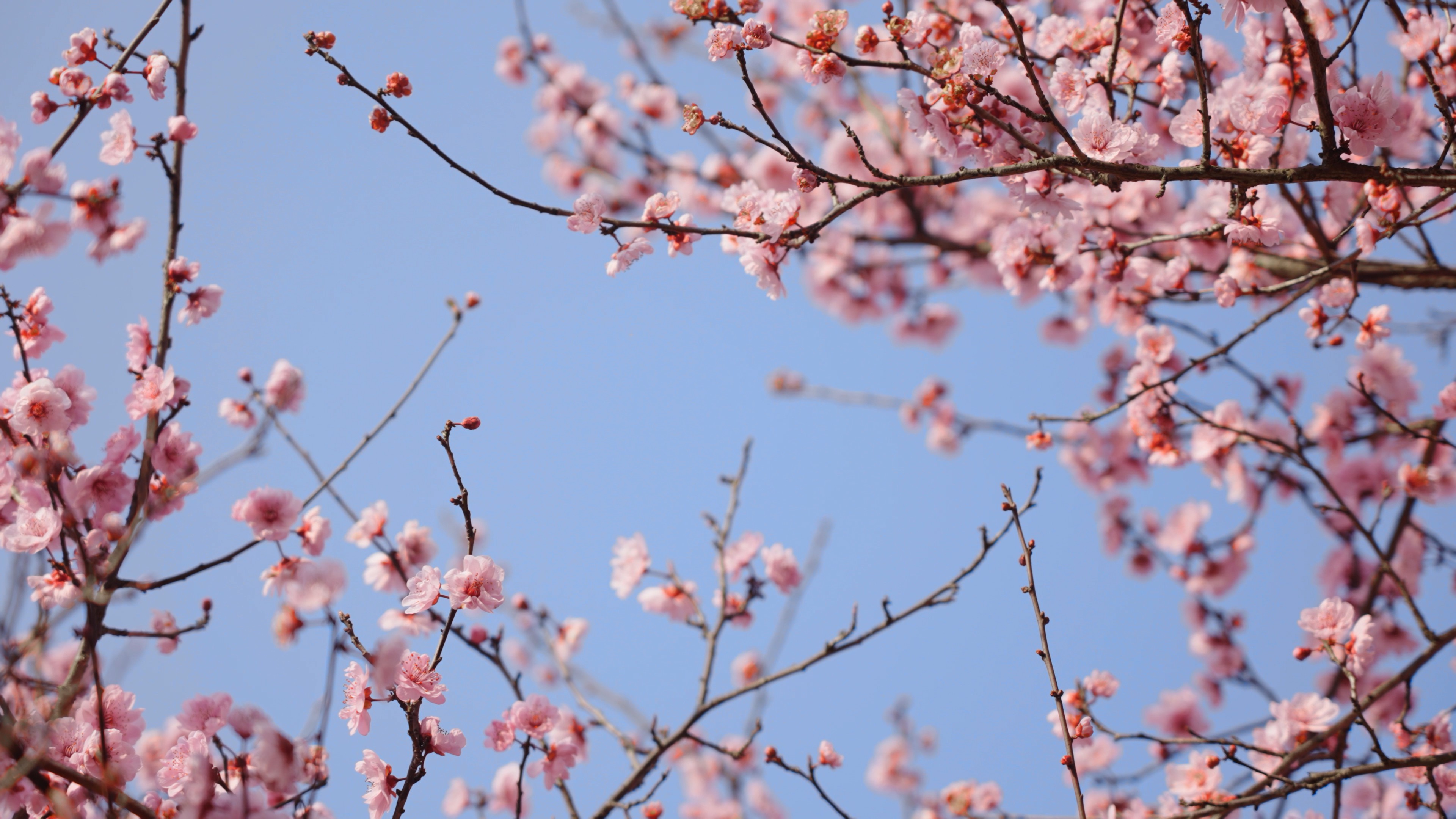 4k仰拍唯美春天蓝天下桃花樱花风景空镜视频的预览图