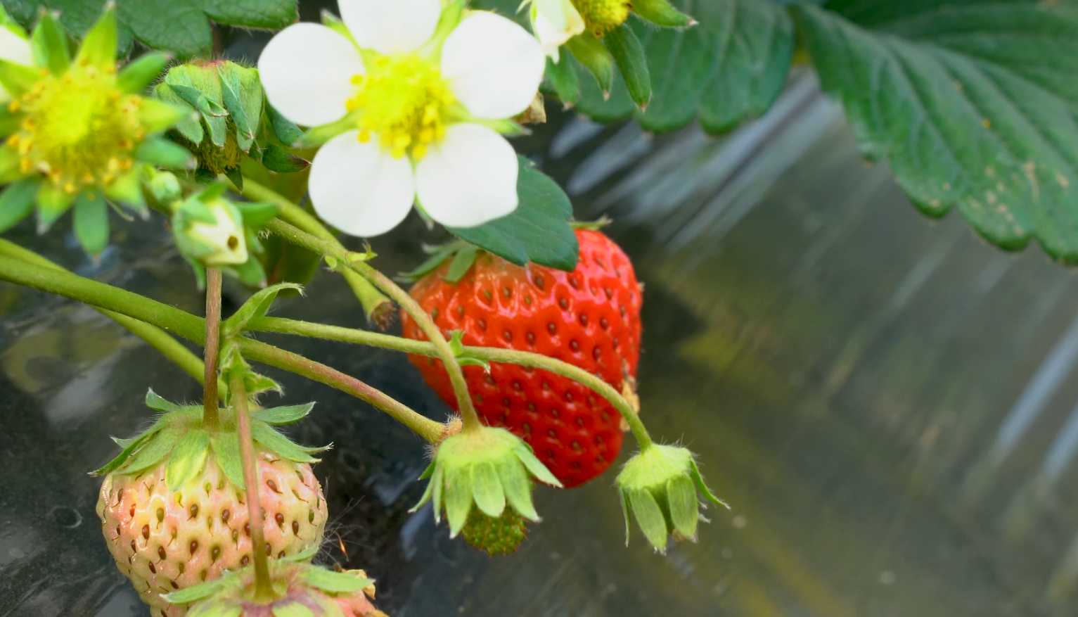 4K草莓成熟草莓果园采摘草莓大棚田园大棚栽种水果营销视频视频的预览图