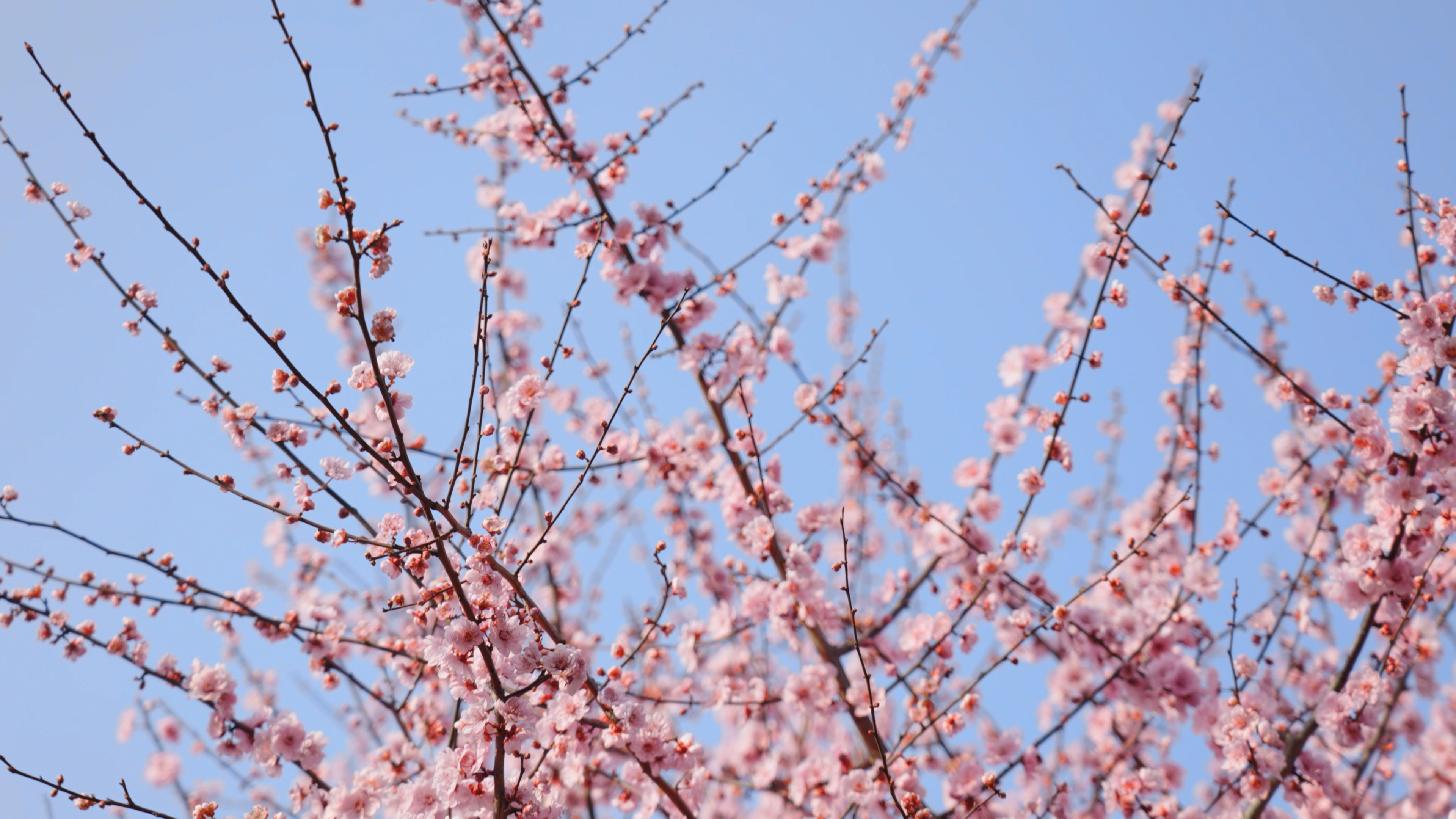 4k春天蓝天下盛开的桃花樱花风景空镜视频的预览图