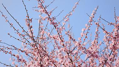 4k春天蓝天下盛开的桃花樱花风景空镜视频的预览图