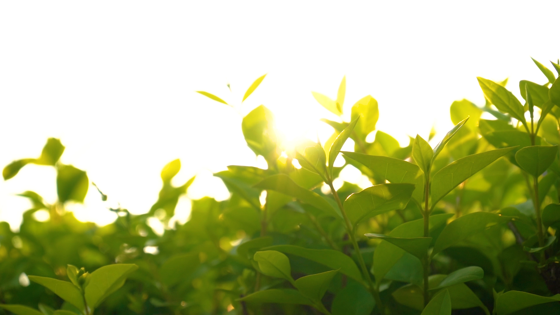 1080p唯美阳光透过植物意境风光春天春季视频的预览图