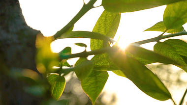 1080P实拍春日风光唯美植物意境空镜头春季树叶绿植视频的预览图