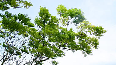 4K风中摇摆的嫩绿枝叶大风大树春天视频的预览图