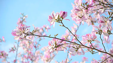 4K风中摇摆的紫荆花春天春暖花开视频的预览图
