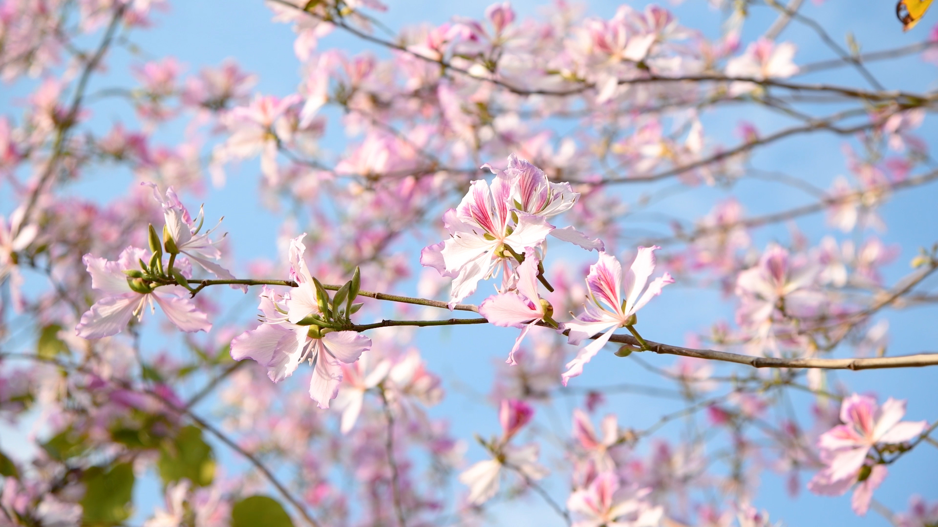 4K三月盛开的紫荆花春天春暖花开视频的预览图