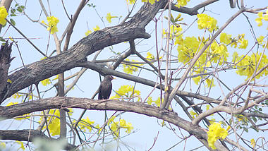 4k春天黄花树上欢乐悠闲的美丽小鸟视频的预览图