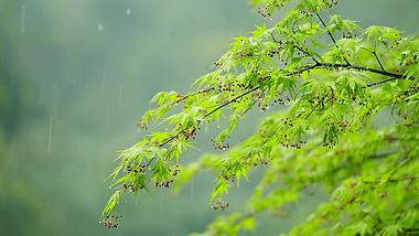 4k升格春天春雷春雨下雨天雨中的绿叶植物意境实拍惊蛰春分立春视频的预览图