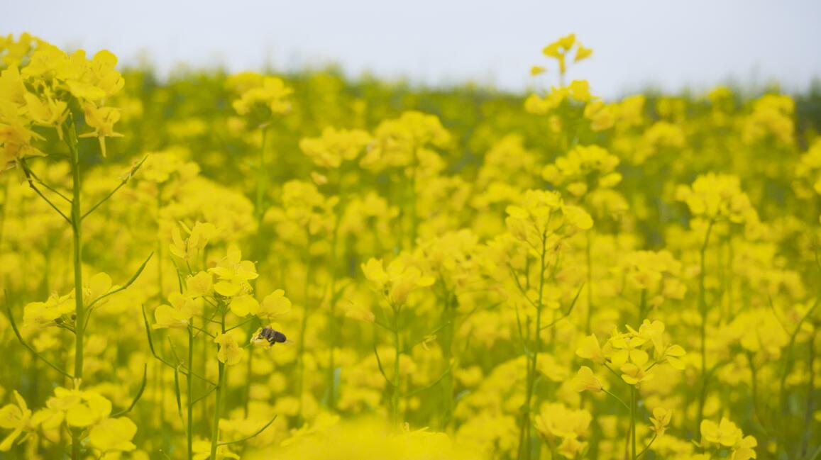 4k实拍春天金色油菜花田蜜蜂采蜜视频的预览图