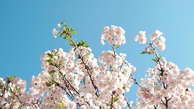 4k唯美小清新自然盛开樱花树花朵春天视频的预览图
