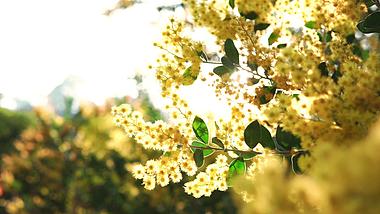 4K唯美小清新逆光黄色合欢花朵春天视频的预览图