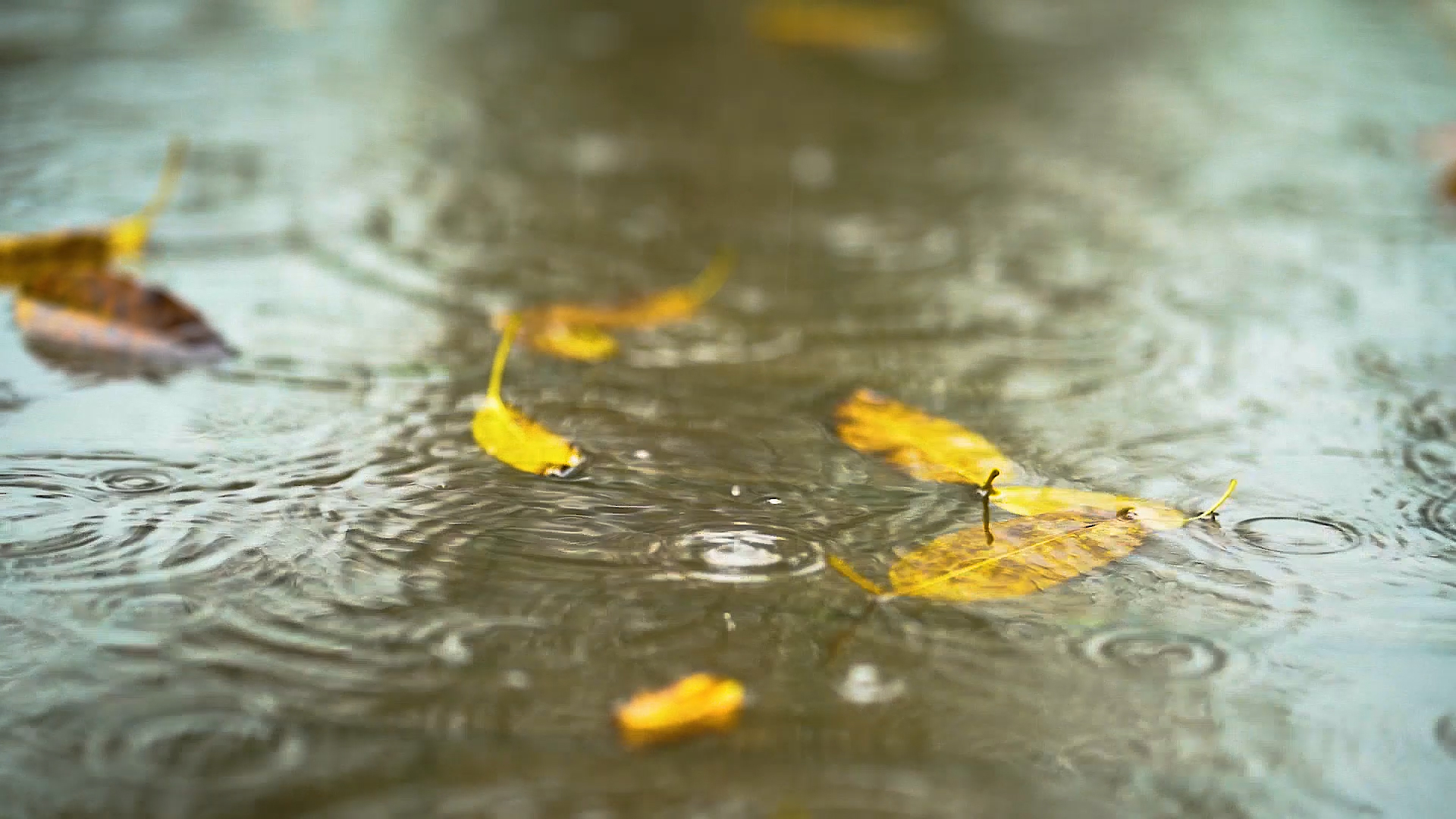 1080P唯美下雨天雨滴滴落水面激起水花意境视频升格视频的预览图