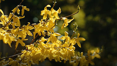 1080春天盛开的金色迎春花花朵自然风景视频视频的预览图