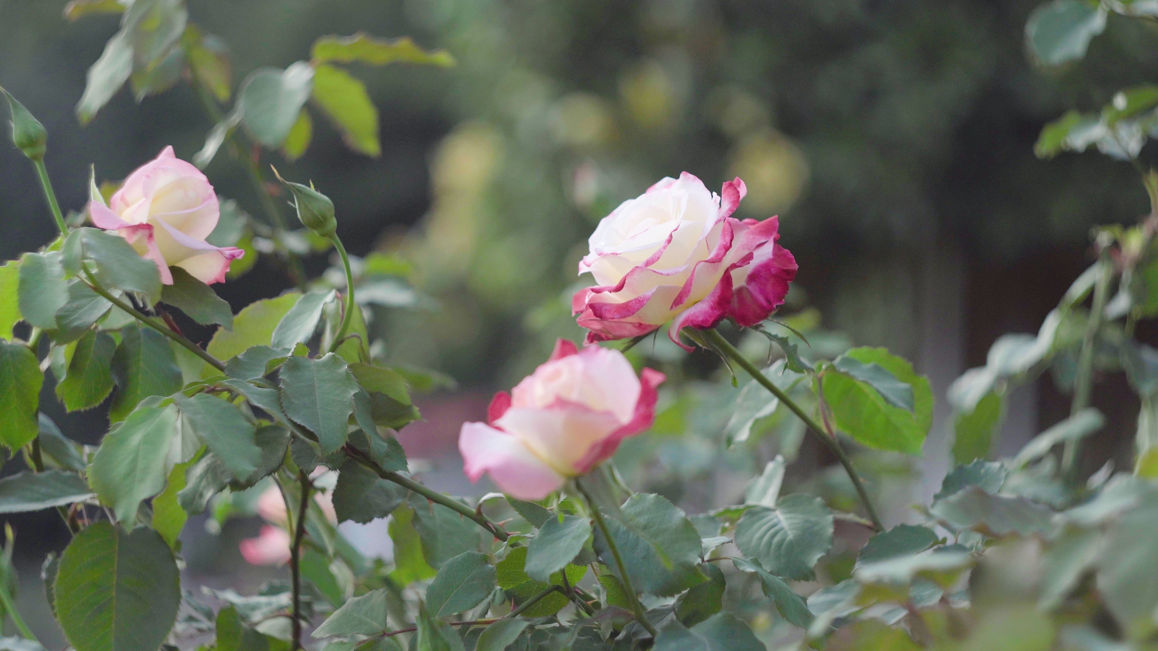 4k唯美春天盛开鲜嫩欲滴的粉红玫瑰花视频的预览图