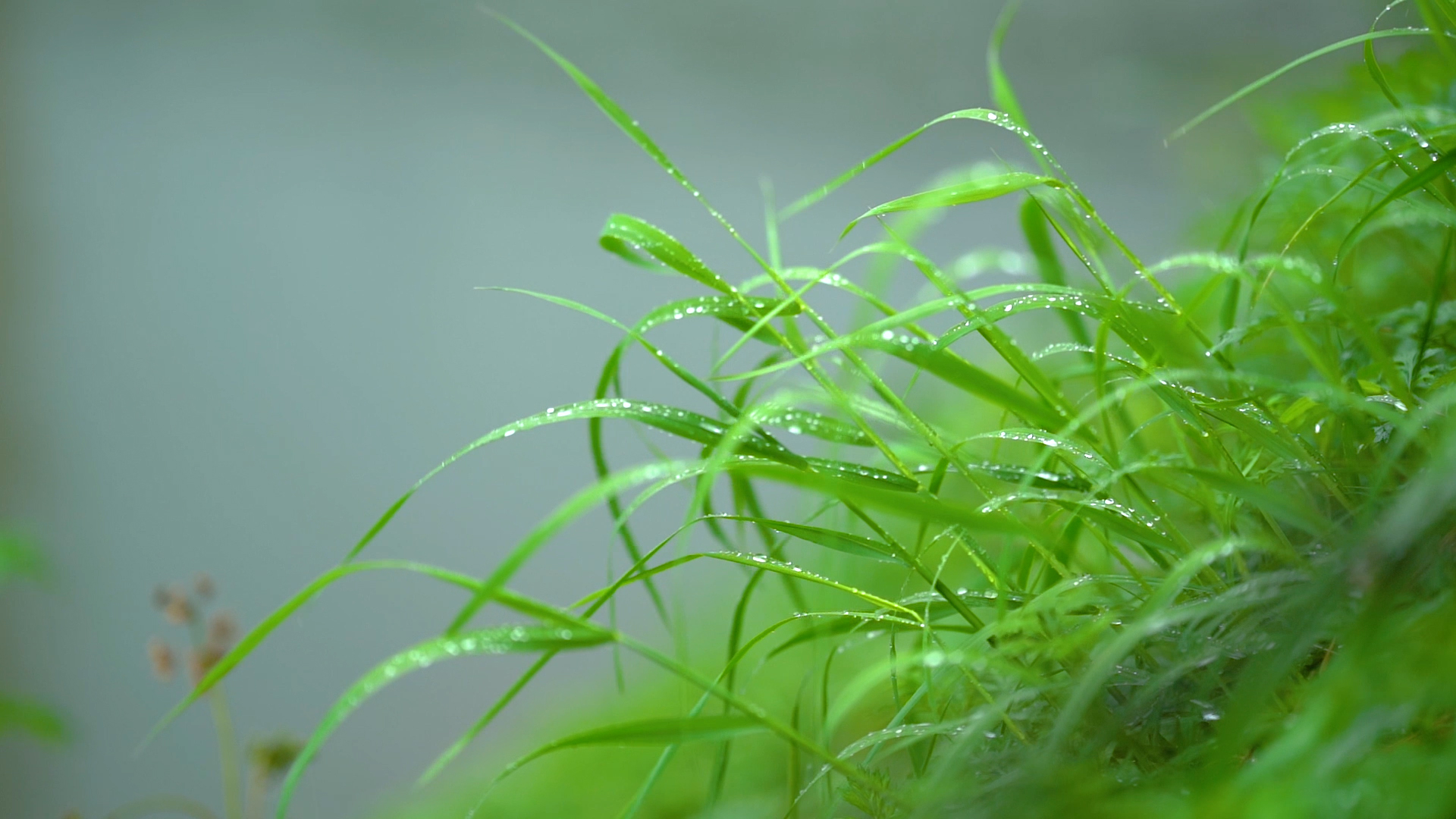 1080P唯美雨天雨后植物小草上的露珠风景意境视频视频的预览图
