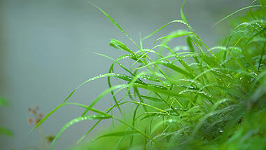 1080P唯美雨天雨后植物小草上的露珠风景意境视频视频的预览图