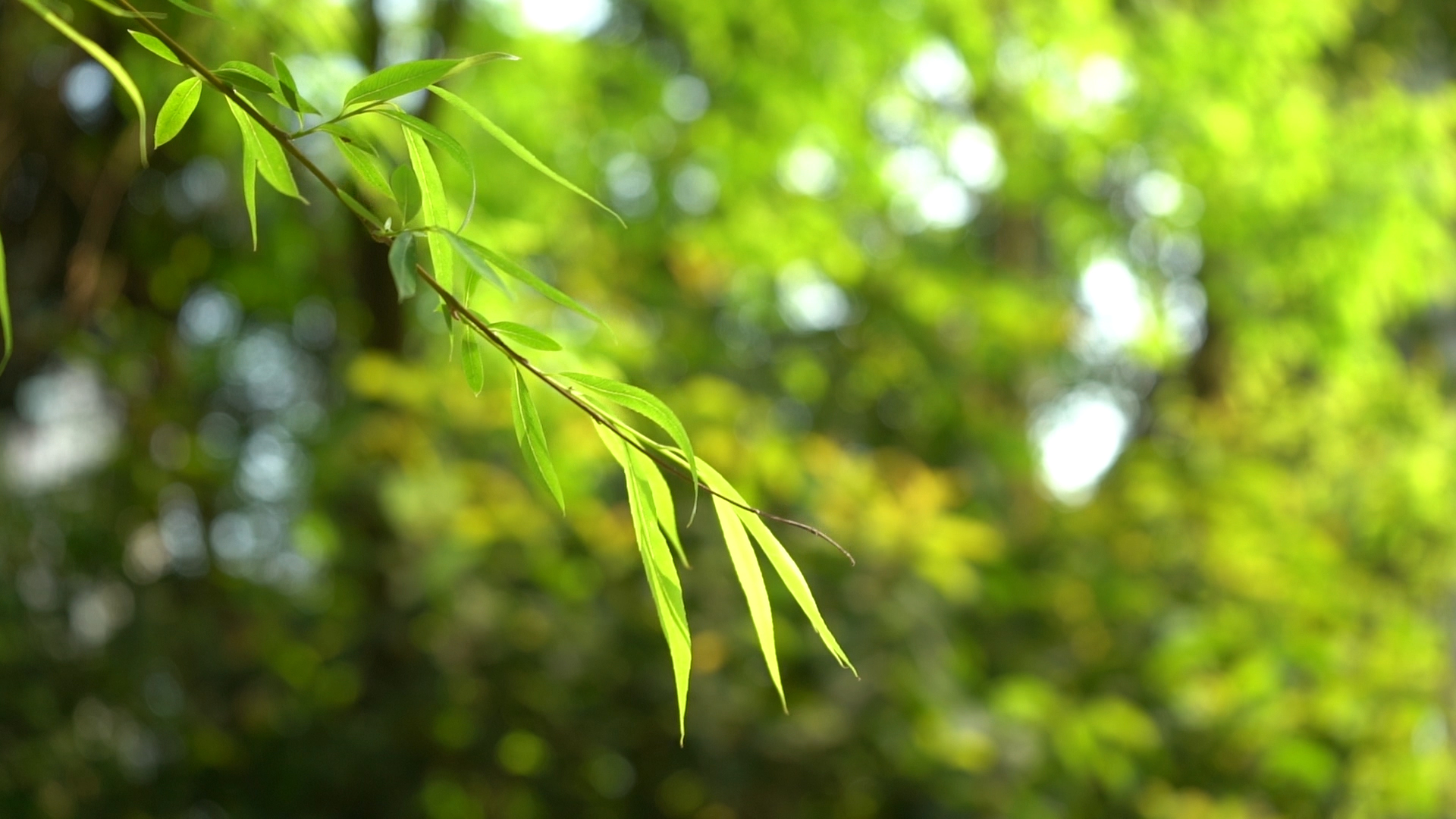 1080P唯美春天柳树树枝随着微风飘动意境风景视频视频的预览图