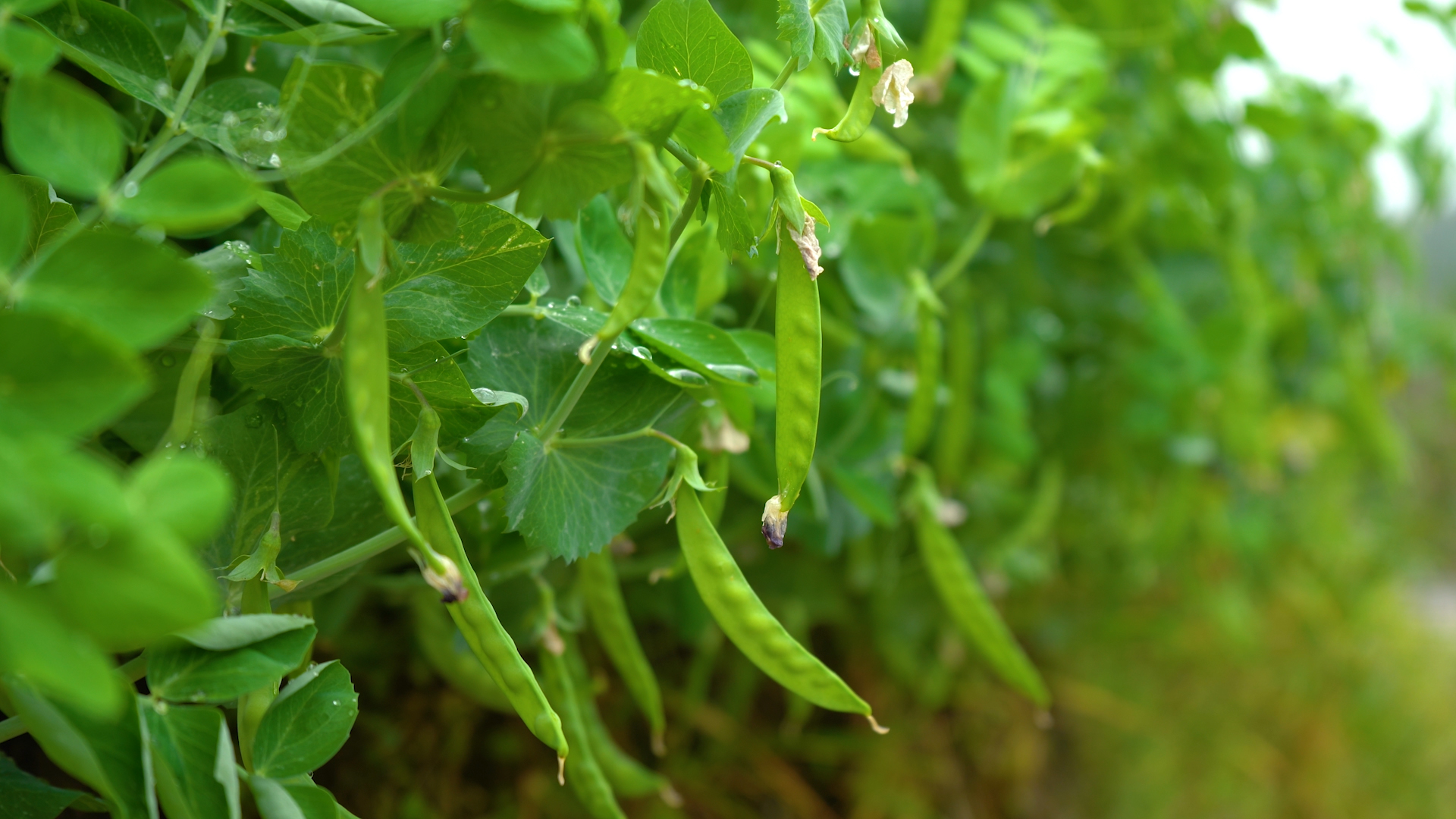4K实拍绿色蔬菜豌豆荚特写菜园农业产业视频视频的预览图