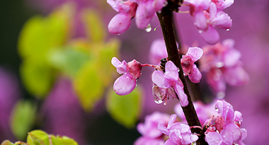 4K春季春天紫荆花春雨雨中花朵紫色花朵风景视频视频的预览图